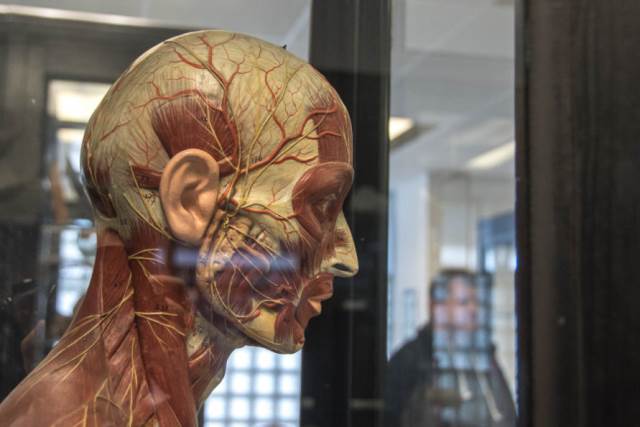 Exkurze do Anatomického muzea LF MU