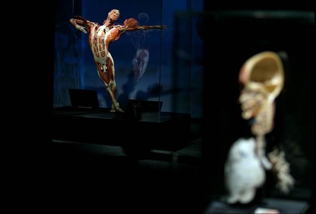 Třída Z2 na výstavě Body Worlds Cyklus života